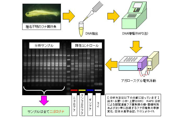 DNA分析 －生物の種判別、遺伝的多様性の調査､蒲焼等の食品など－｜技術資料｜技術｜いであ株式会社