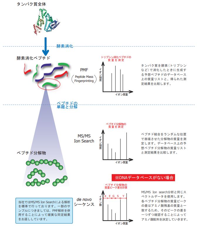 タンパク質分析 プロテオーム解析 受託サービスカタログ｜技術資料｜技術｜いであ株式会社